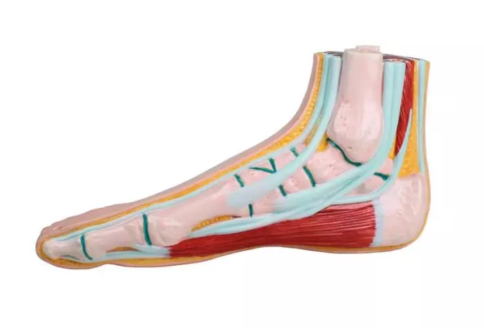 Modelo de pie normal M230 Erler Zimmer