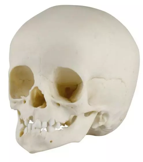 Modelo de Cráneo de niño de 14 meses Erler Zimmer 4777