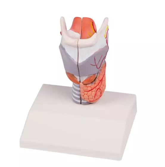 Modelo de laringe en 2 piezas G223 Erler Zimmer