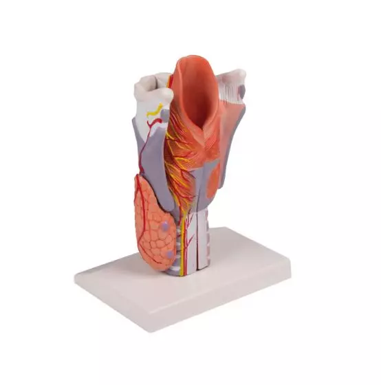 Modelo anatómico de laringe en 5 partes G221 Erler Zimmer