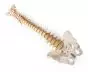 Columna vertebral didáctica con pelvis Erler Zimmer