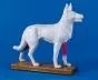 Modelo de acupuntura del perro 2060 Erler Zimmer