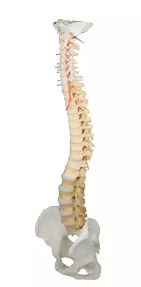 Columna vertebral con pelvis, vértebra con coloración didáctica Erler Zimmer 4010-1