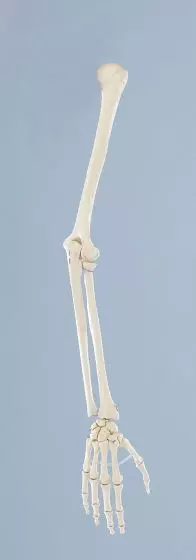Modelo de esqueleto del brazo 6012 Erler Zimmer 