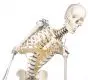 Esqueleto Toni, con columna vertebral flexible y ligamentos visibles, 3013 Erler Zimmer