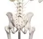 Esqueleto humano clásico Willi sobre zocalate con 5 ruedas Erler Zimmer