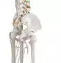 Esqueleto humano Oscar Erler Zimmer sobre soporte con 5 ruedas 