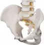 Columna vertebral flexible con soporte