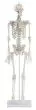 Esqueleto en miniatura Daniel con músculos numerados 3035 Erler Zimmer