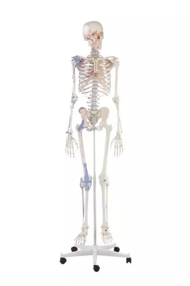 Esqueleto humano Bert con ligamentos Erler Zimmer 3010