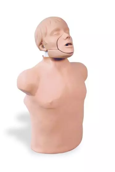 Modelo de torso masculino adulto Erler Zimmer R10087