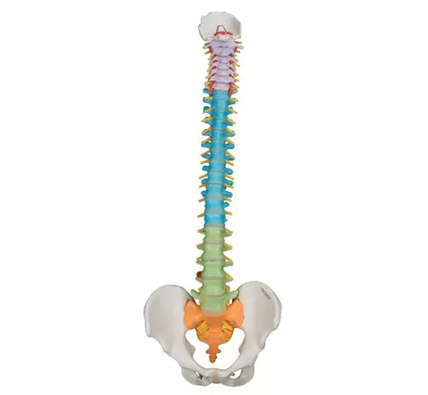 Columna vertebral con pelvis flexible versión didáctica Mediprem