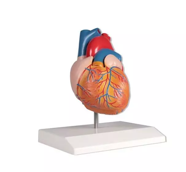 Modelo de corazón en dos partes Mediprem