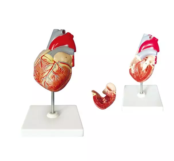 Modelo de corazón Mediprem