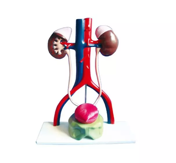 Modelo aumentado del sistema urogenital masculino