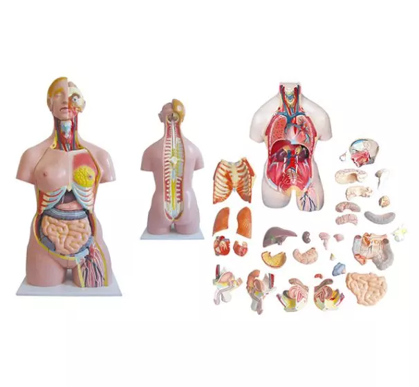 Torso humano bisexuado con espalda abierta en 32 piezas 