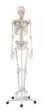 Esqueleto Arnold con marca de los músculos 3008 Erler Zimmer