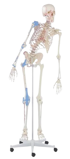 Esqueleto humano móvil «Max» con indicación de músculos y ligamentos, de Erler Zimmer