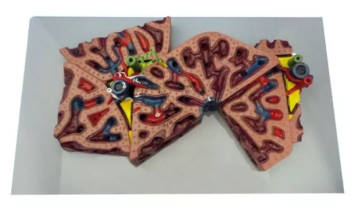 Modelo del lóbulo hepático del hígado K78 Erler Zimmer