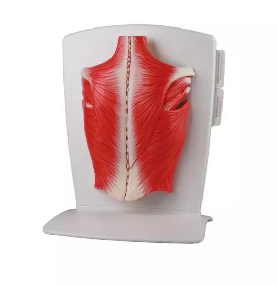 Modelo de músculos de la espalda en 4 partes M290 Erler Zimmer