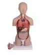 Torso miniatura unisex de 16 partes B223 Erler Zimmer