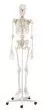 Esqueleto humano clásico Willi sobre zocalate con 5 ruedas Erler Zimmer