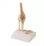 Articulación miniatura de la rodilla con corte transversal Erler Zimmer