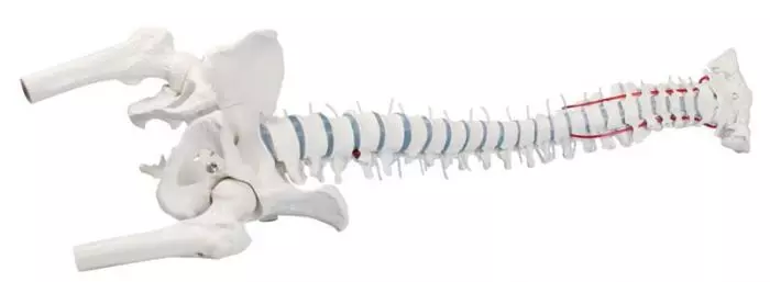 Columna vertebral con hernia discal, pelvis desmontable sin soporte 4033/1 Erler Zimmer