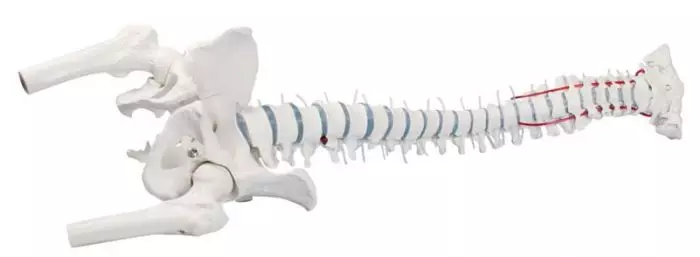 Columna vertebral con hernia discal, pelvis desmontable con soporte 4033 Erler Zimmer