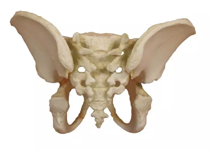 Modelo de pelvis de un  niño de 5 años 4051 Erler Zimmer