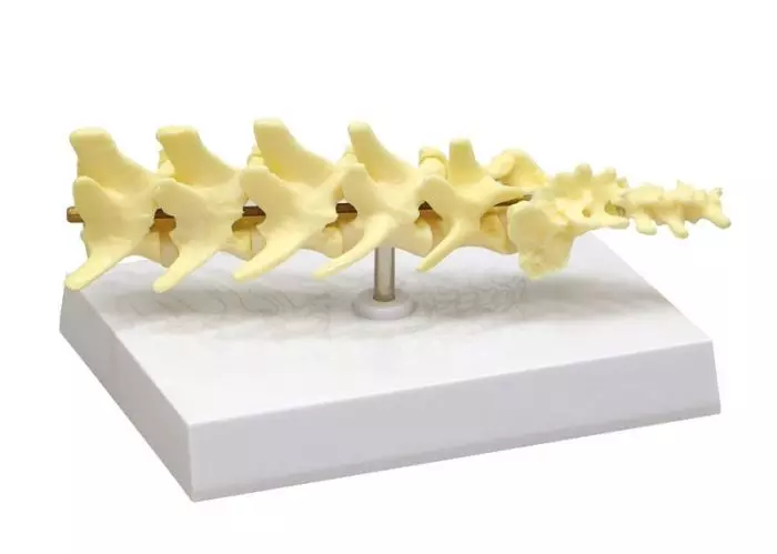 Columna vertebral de perro VET1080 Erler Zimmer