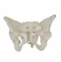 Pelvis femenina con sacro desmontable Mediprem