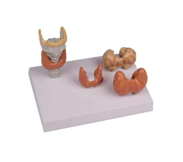 Modelo de enfermedades tiroideas G11 Erler Zimmer