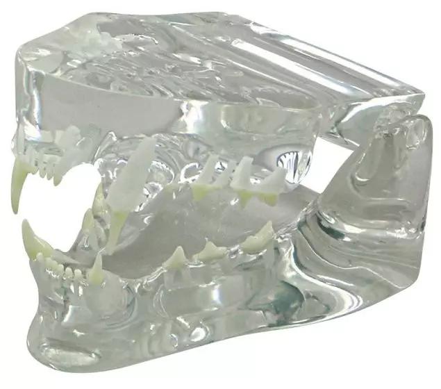 Mandíbula de gato transparente VET9191 Erler Zimmer