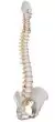 Columna vertebral flexible con soporte