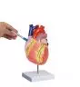 Modelo de corazón humano en 2 partes aumentado 2 veces G212 Erler Zimmer