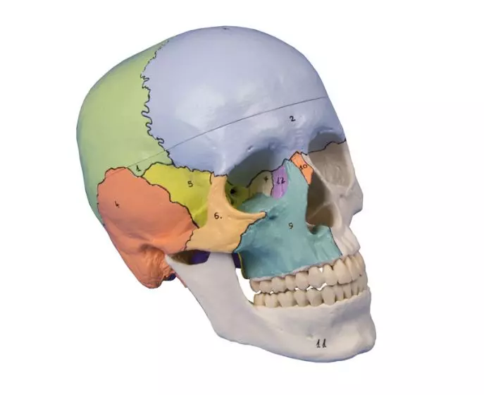 Cráneo didáctico en 3 partes Erler Zimmer