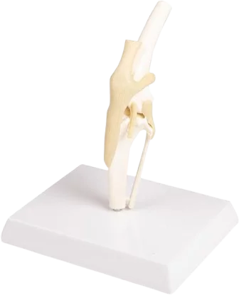 Modelo anatómico de la rodilla canina Erler Zimmer