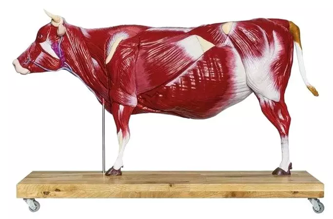 Modelo bovino a un tercio de tamaño real Erler Zimmer
