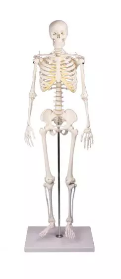 Esqueleto en miniatura Tom 3032 Erler Zimmer