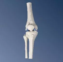 Mini-articulación de la rodilla, sin base A85