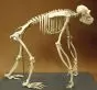 Esqueleto de chimpancé w13604
