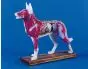 Modelo de acupuntura del perro 2060 Erler Zimmer