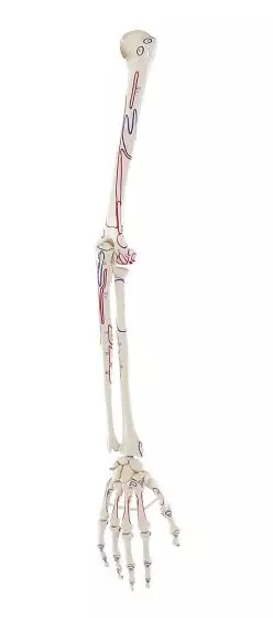 Esqueleto de brazo con músculos indicados incluidos Erler Zimmer