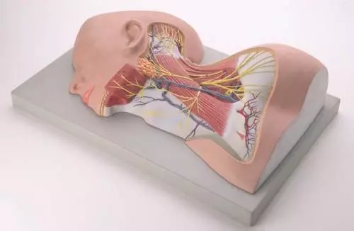 Modelo de la red nerviosa del cuello C151 Erler Zimmer