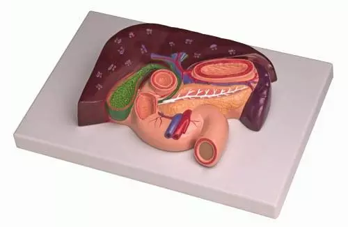 Modelo de hígado con vesícula biliar, páncreas y duodeno K151 Erler Zimmer