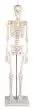 Esqueleto miniatura Patrick Erler Zimmer