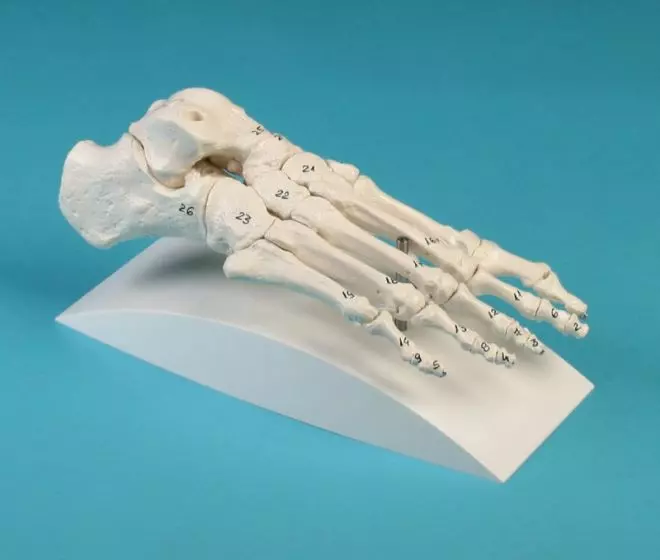 Modelo de esqueleto del pie numerado con soporte 6051S Erler Zimmer