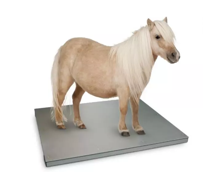 Báscula para animales grandes Soehnle 7958