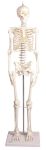 Esqueleto miniatura Paul con columna vertebral, Erler Zimmer
